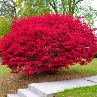 NÁRAZNÍK KRÍDLOVÝ krásny HORIVÁ RED BUSH odolný SEEDINGMENT